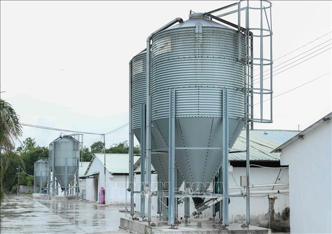 HTX Long Thành Phát có trang trại rộng 9,8 ha với 14 dãy chuồng, nuôi 240.000 con gà; để cung cấp đủ thức ăn, dinh dưỡng cho đàn vật nuôi quy mô lớn, HTX sử dụng bồn silo tự động bơm cám cho từng khu vực. (Ảnh: Phan Phương/TTXVN)